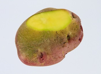 From Garden to Table: My Potatoes Turned Green, Now What? | NDSU ...